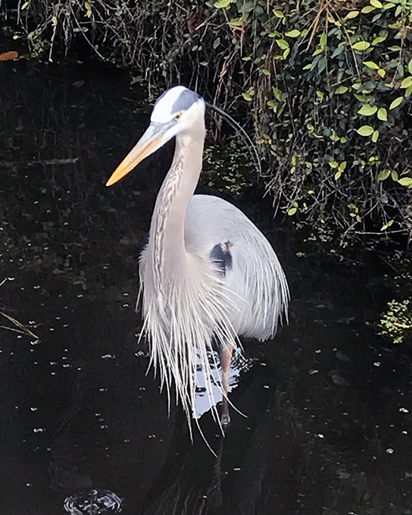 Birds - Bolton, Linda