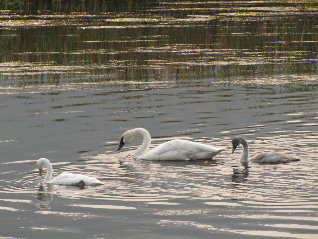 Birds - Wolary, Becky