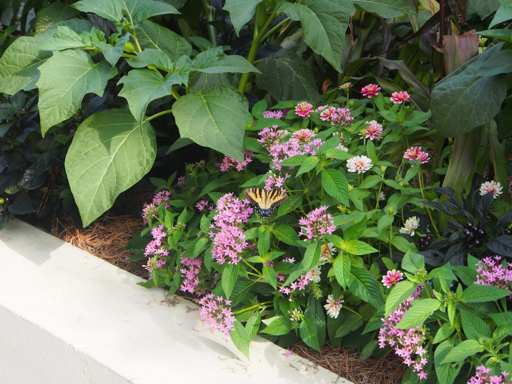 Garden - Panetta, Becky