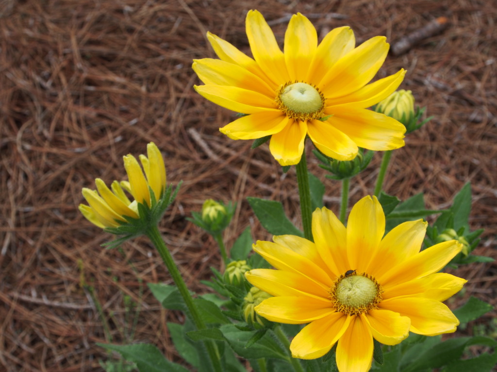Plants - Panetta, Becky