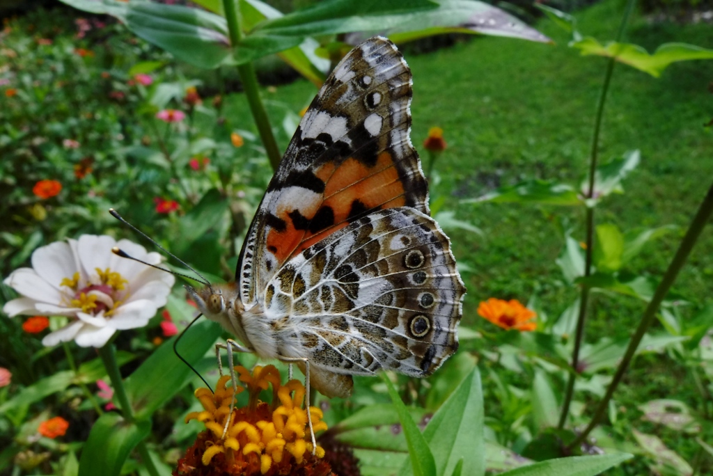 Wildlife - Wallace, Celeste