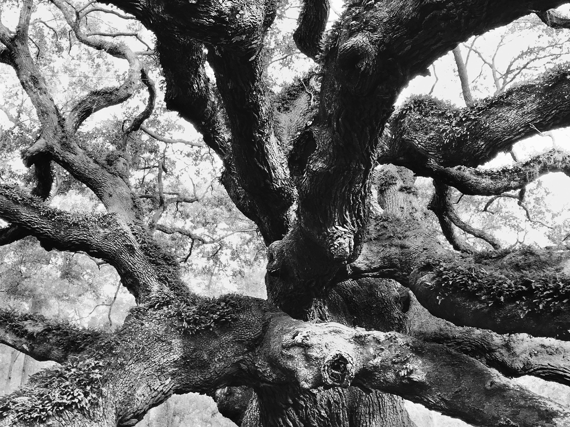 BW Honorable Mention - Linda Bolton