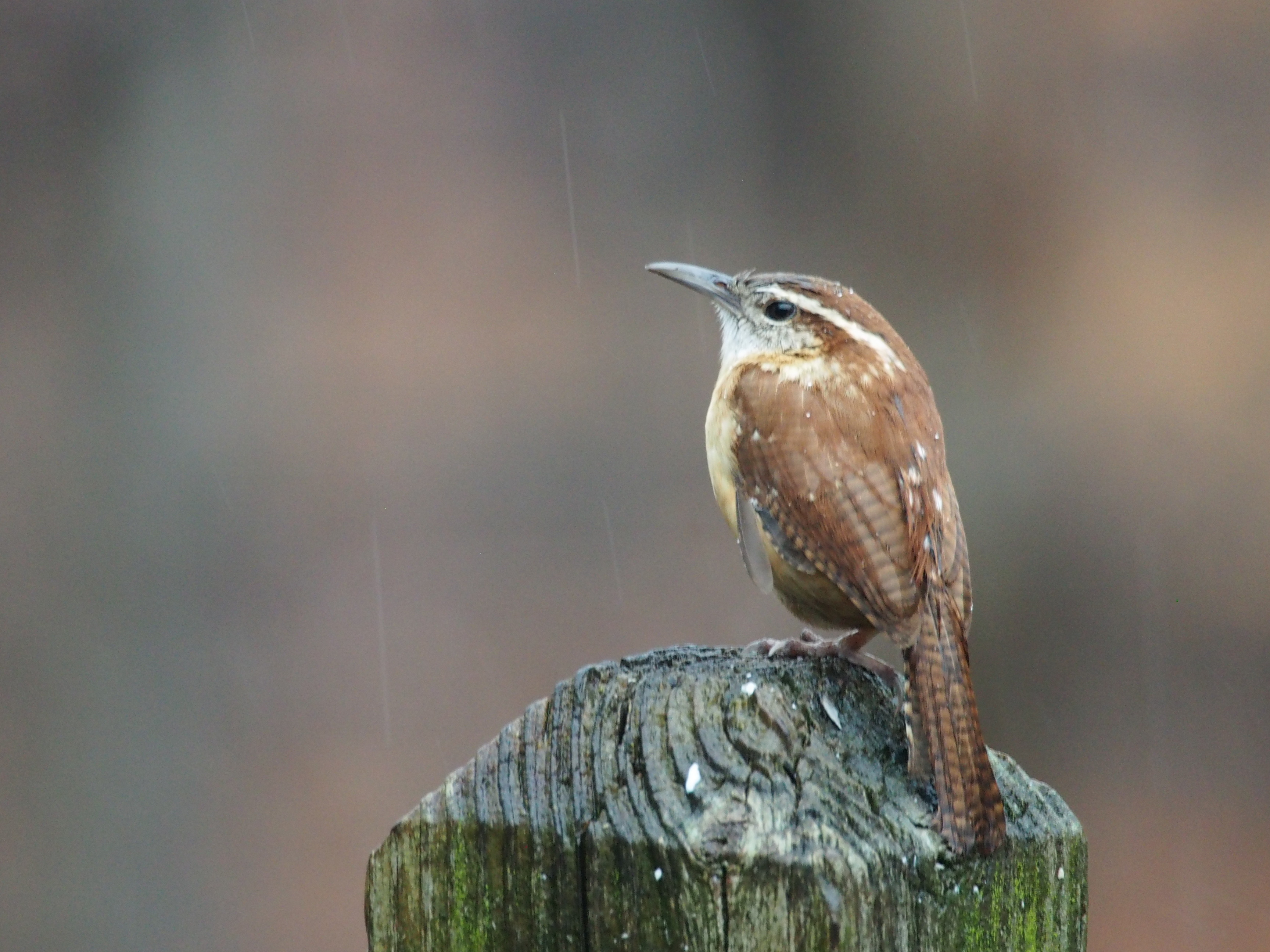 Birds 2nd Place - Becky Panetta