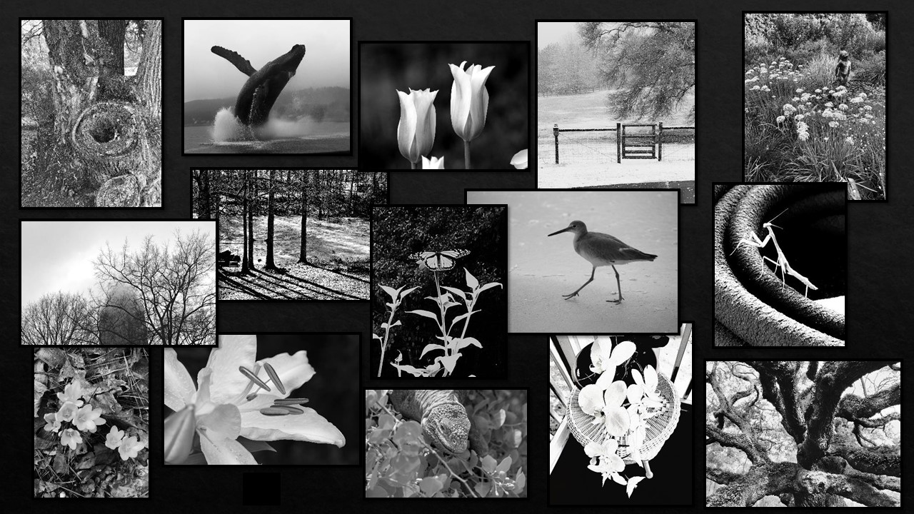 Black and White Category