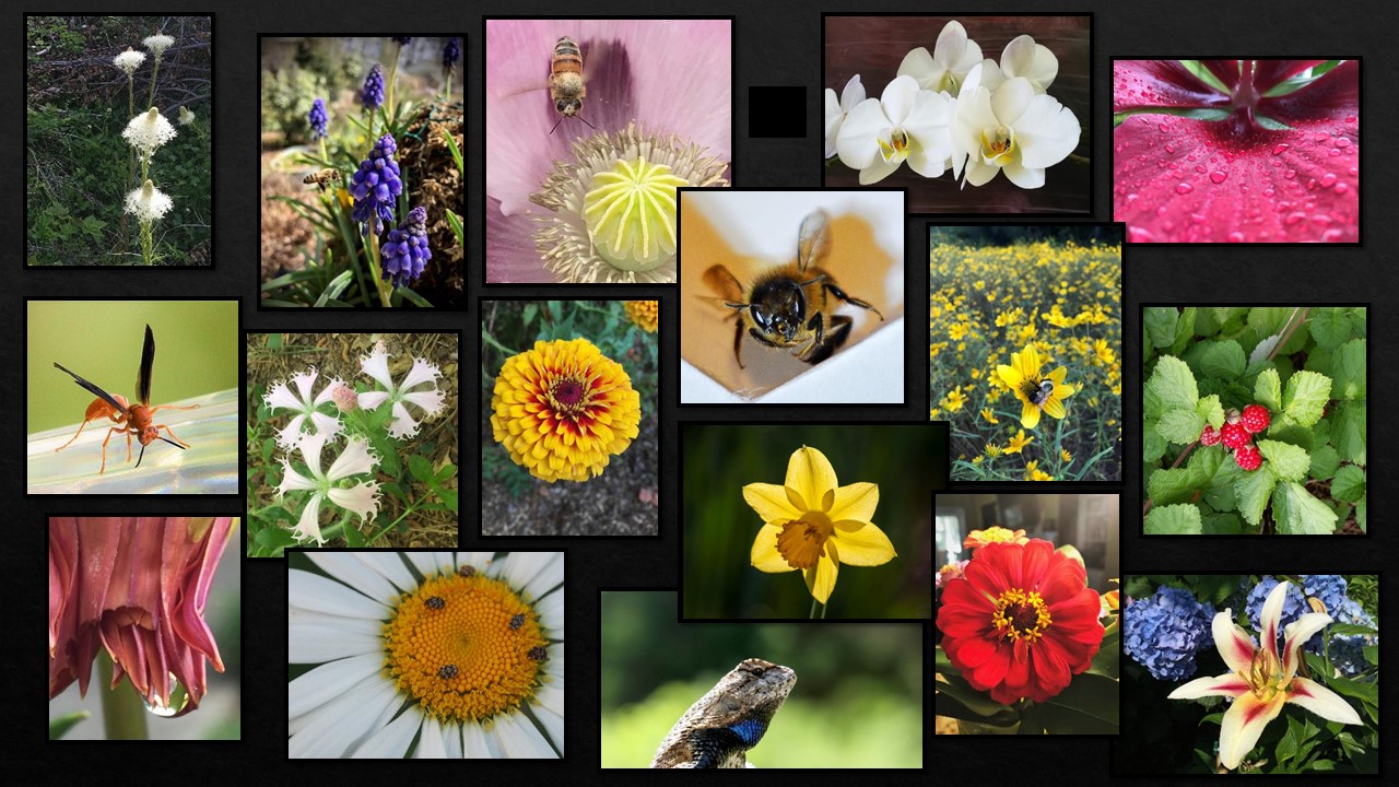 Close Up and Macro Category