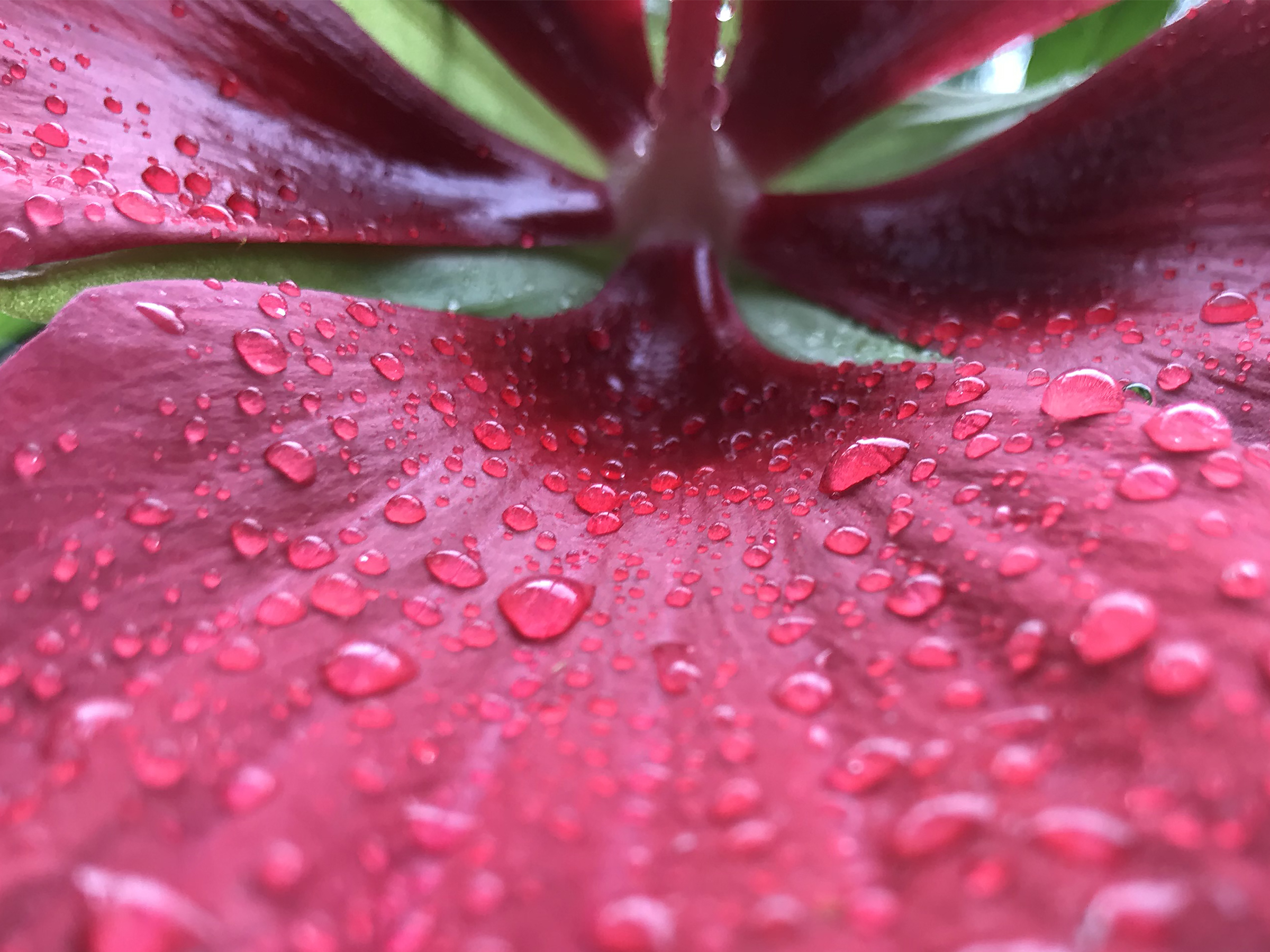 Macro Honorable Mention - Linda Bolton