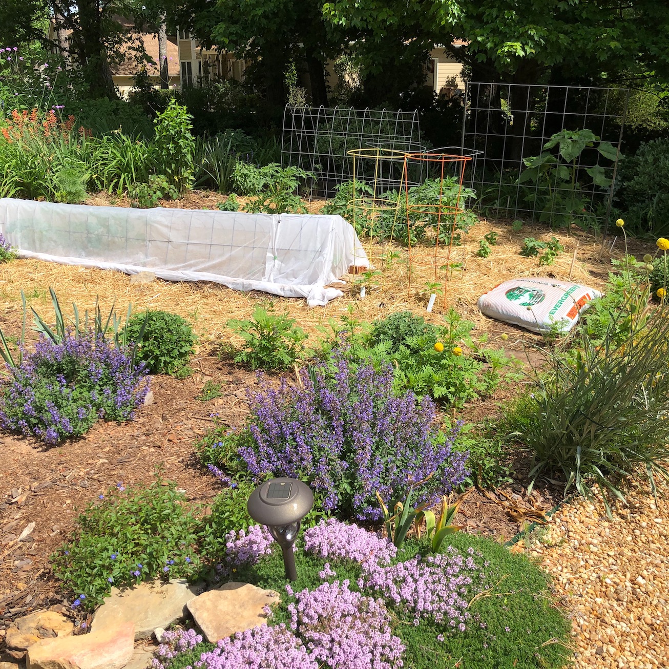 Raised bed veggie garden