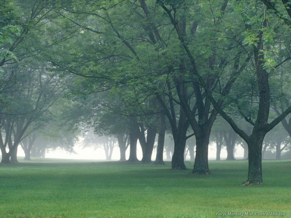 Trees