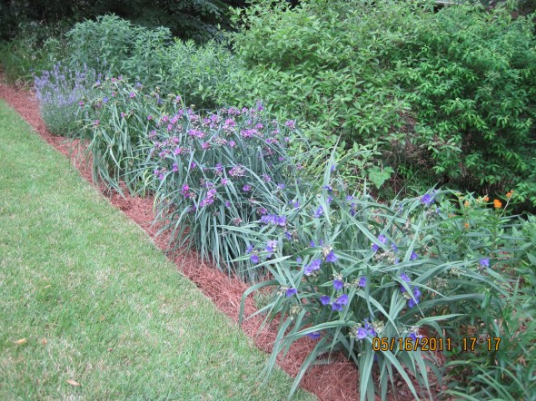 Jane Trentin's Garden