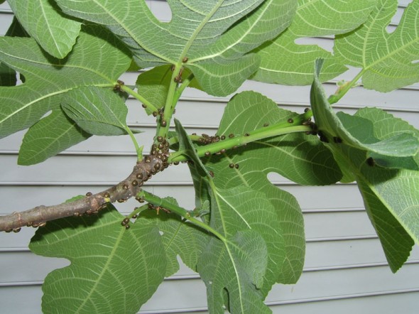 Kudzu Bug Fig1