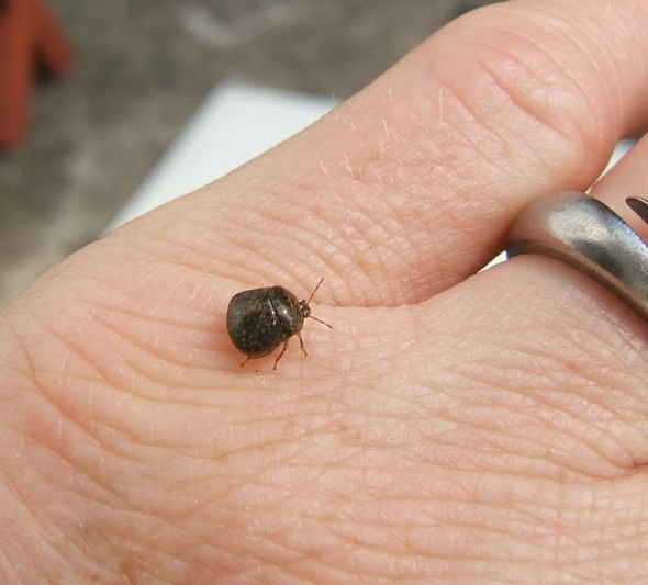 Kudzu Bug1