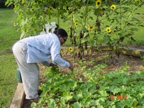 McDaniel Farm Park Workday 7-20-11 Joyce tending to her Cantalopes