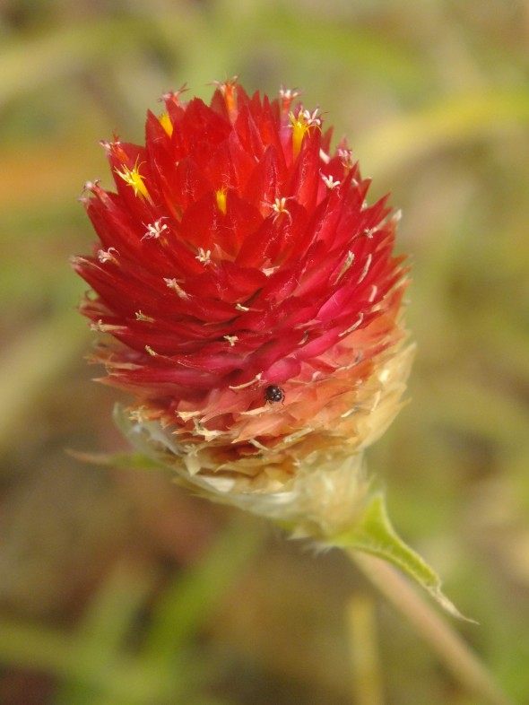 DSCF4276-2